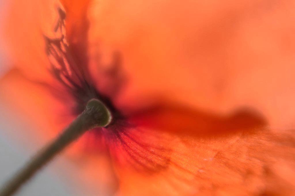 Coquelicot