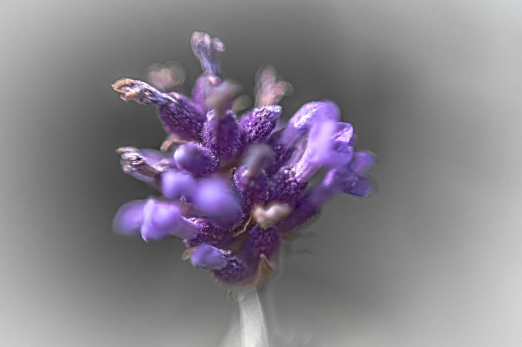 purple dream