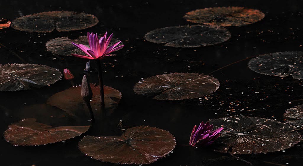 Water lilies