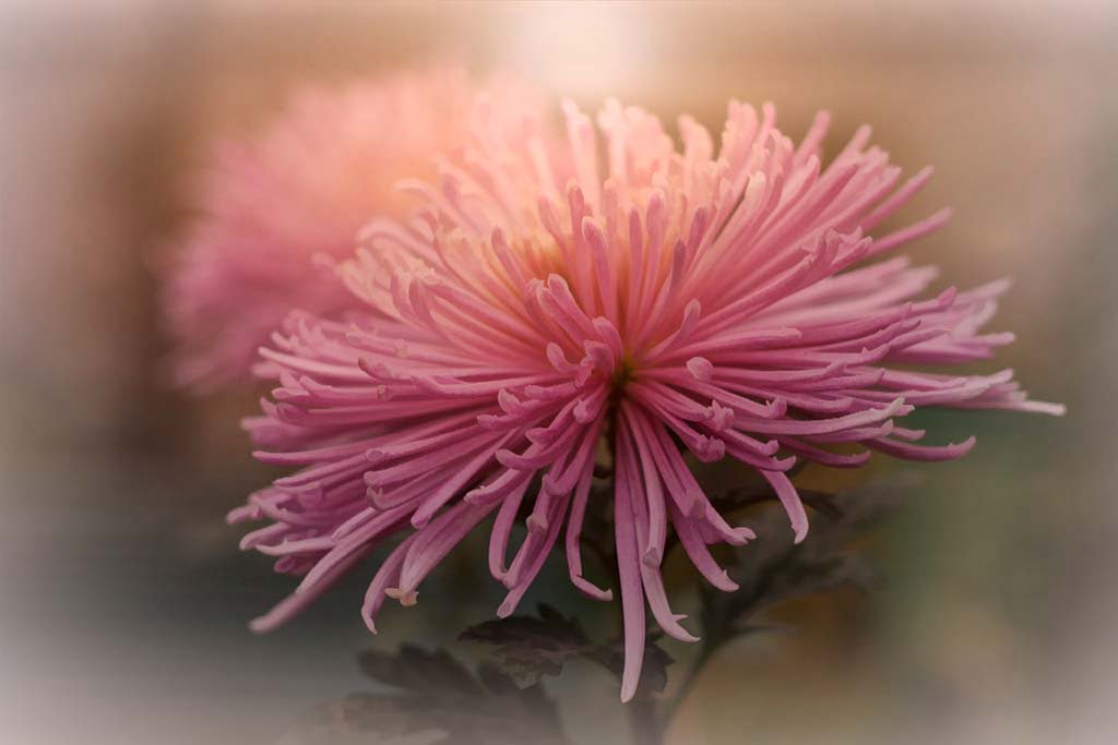 Chrysanthème araignée