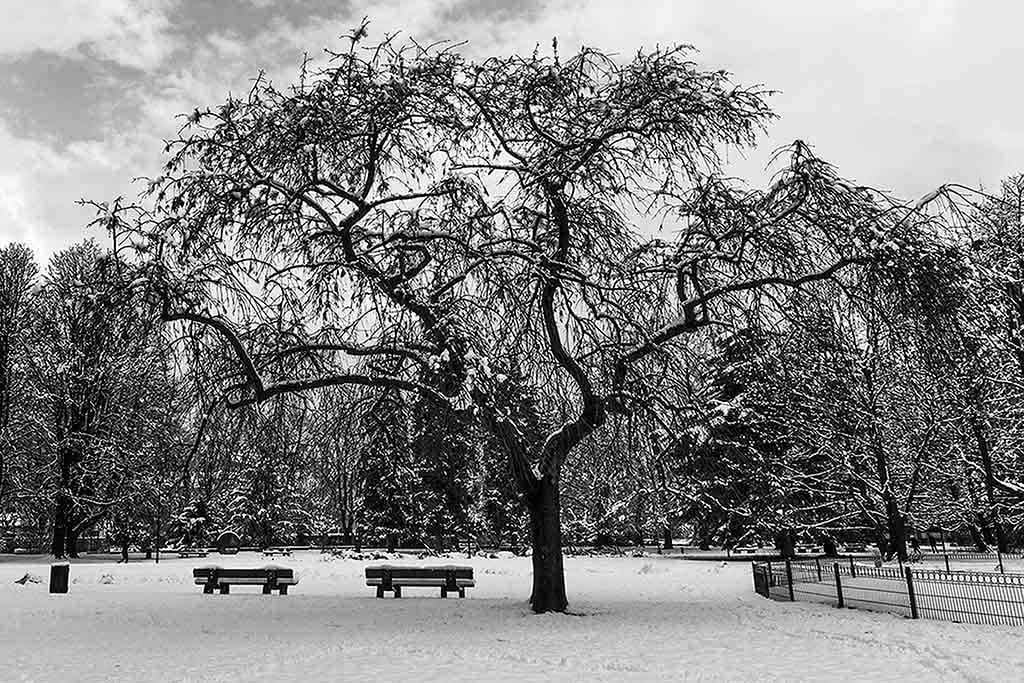 Winter elegance