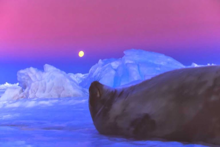 Antartica
