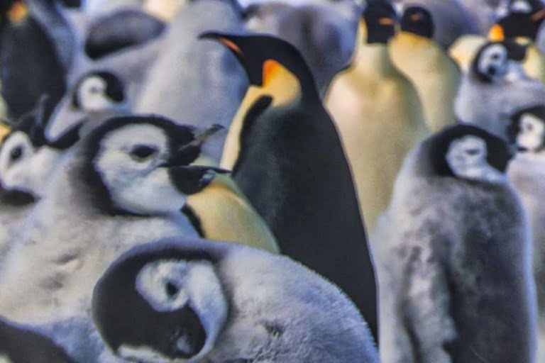 Antartica