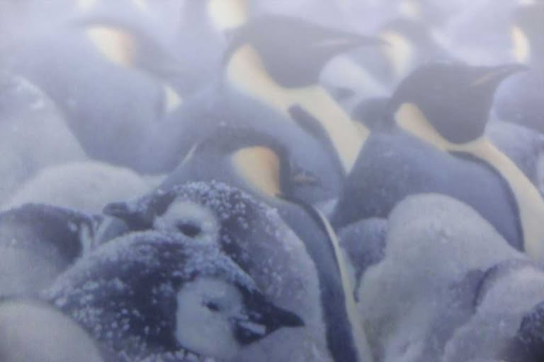 Antartica