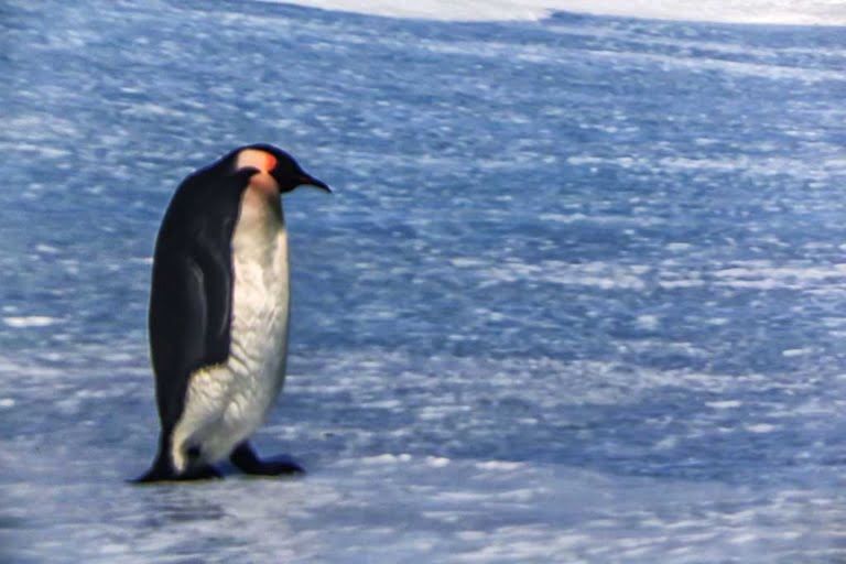 Antartica