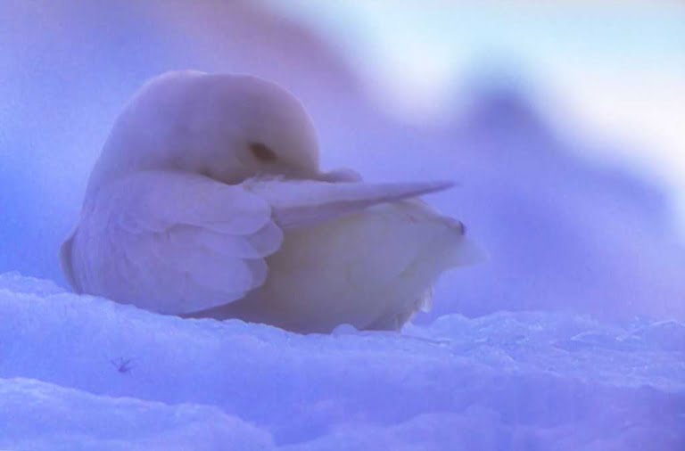 Antartica