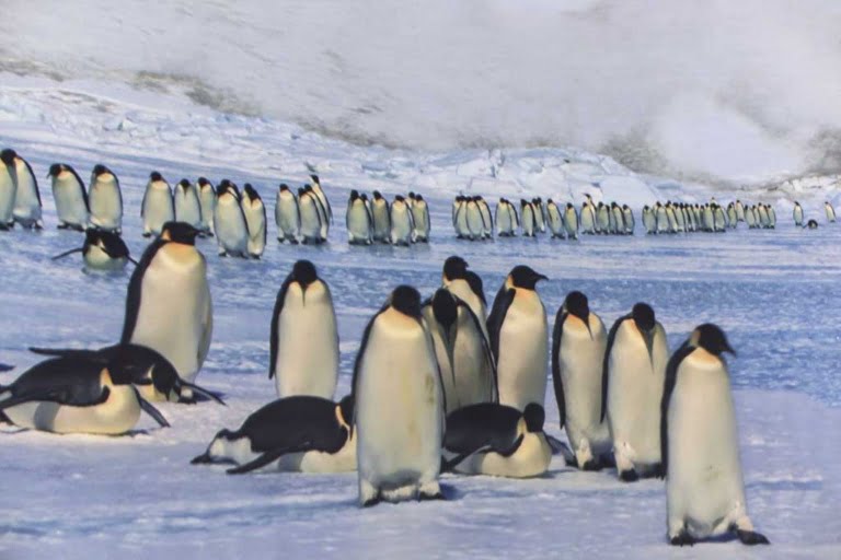 Antartica