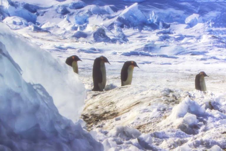 Antartica
