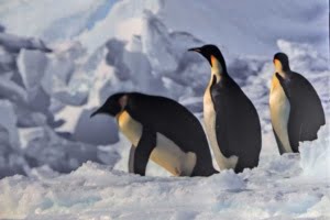 Antartica