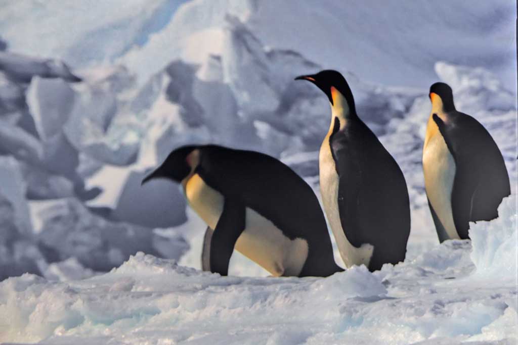 Antartica
