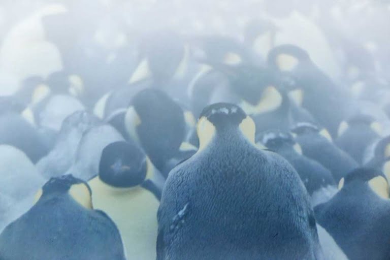 Antartica