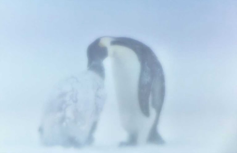 Antartica