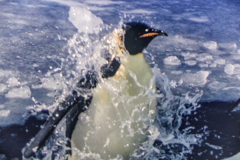 Antartica