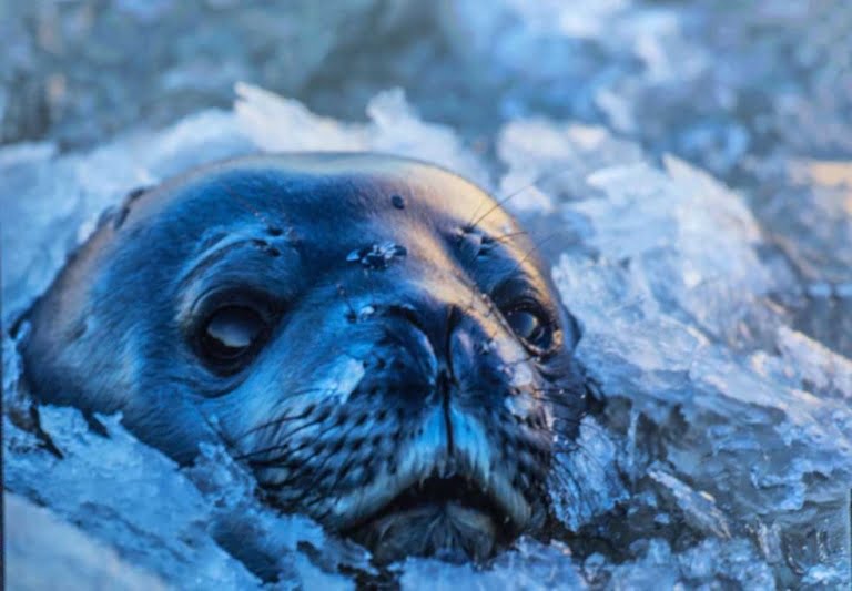 Antartica