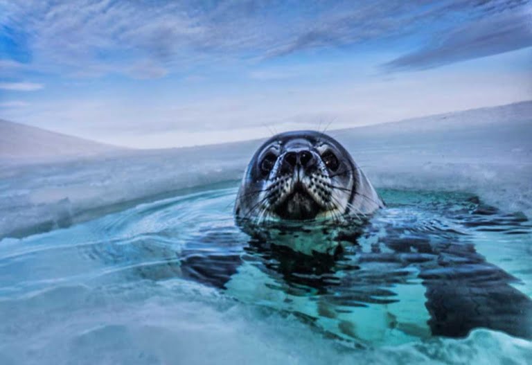 Antartica