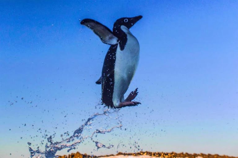Antartica