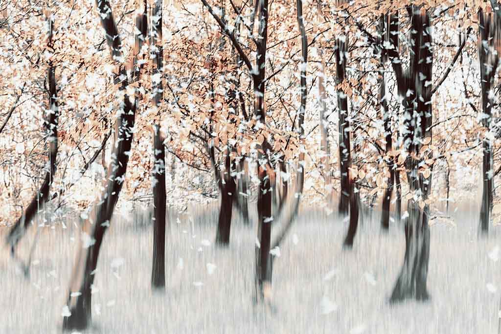 snowy morning