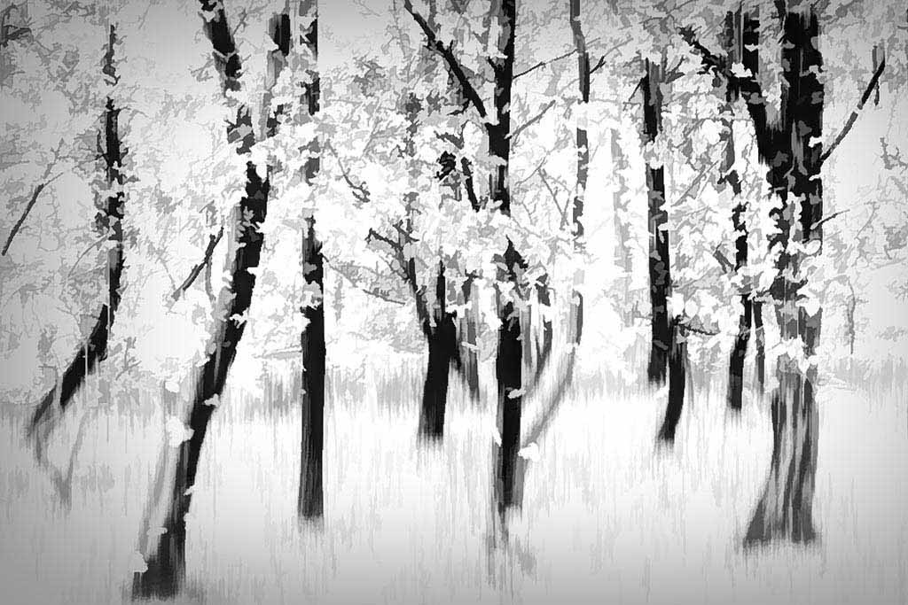 Winter in black and white