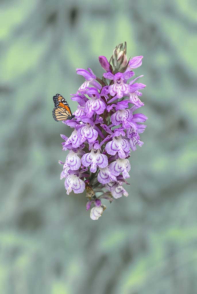 Monarque