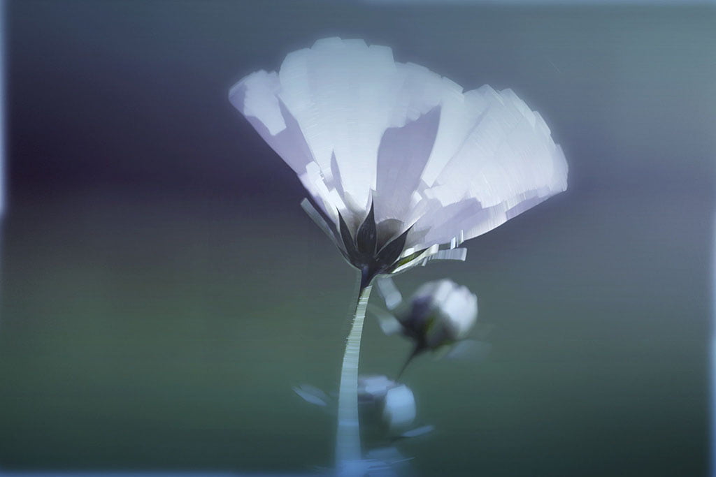 cosmos