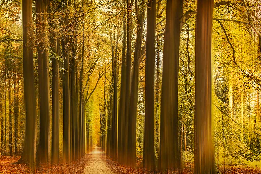 Autumn in Brussels