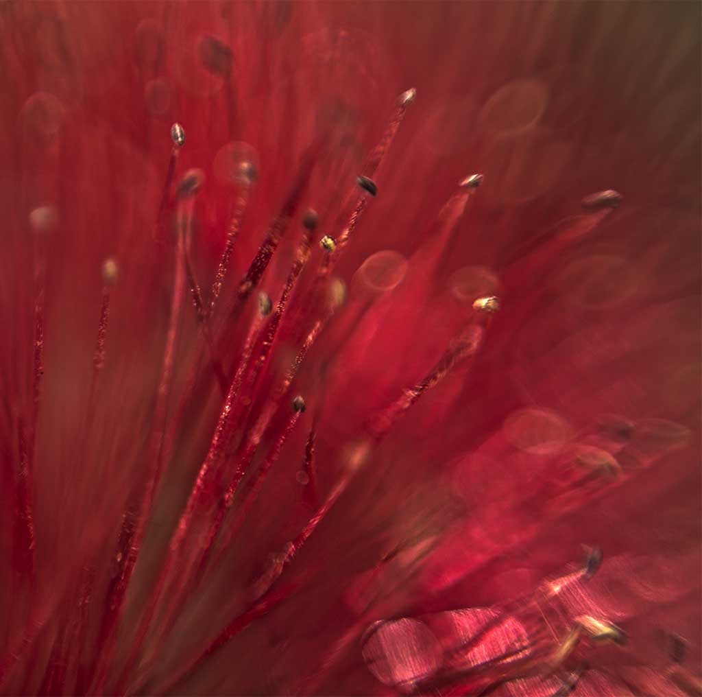 Rouge et or