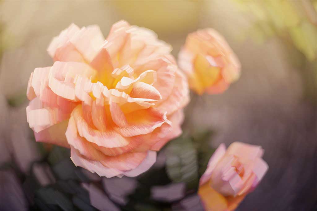 Swingy roses