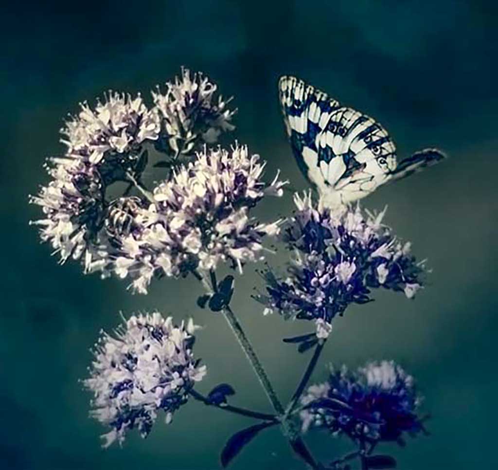Fleur sauvage et papillon