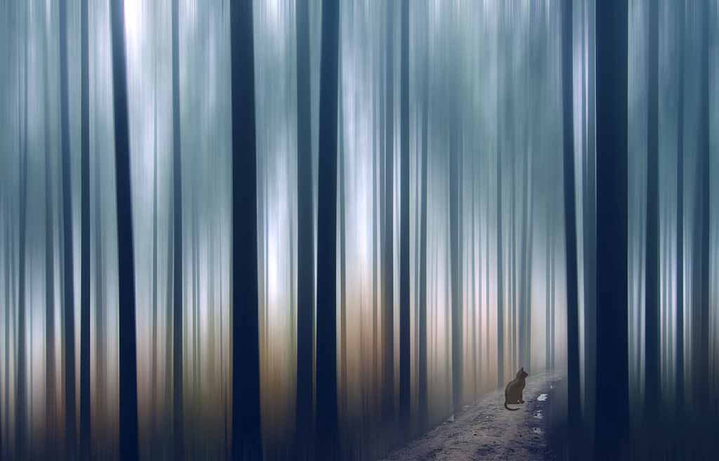 Cat in the woods