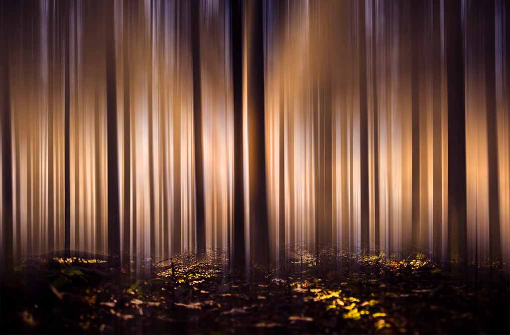 Sun through the trees