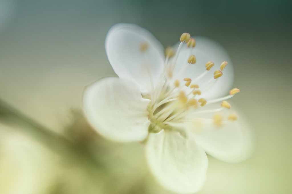 pistils